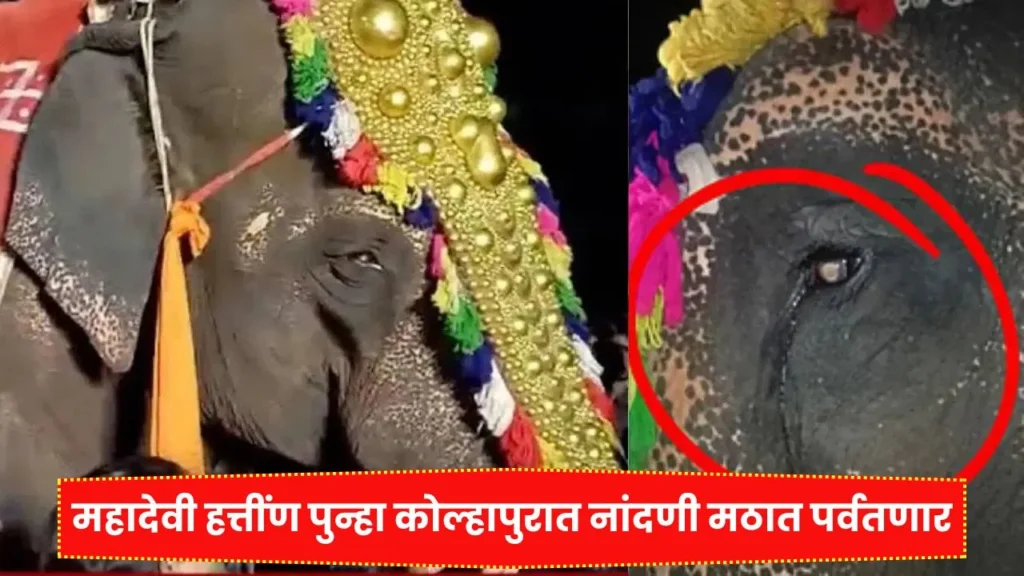 कोल्हापूरकरांसाठी आनंदाची बातमी महादेवी हत्तींण पुन्हा कोल्हापुरात नांदणी मठात पर्वतणार? Mahadevi Elephant Return In Kolhapur
